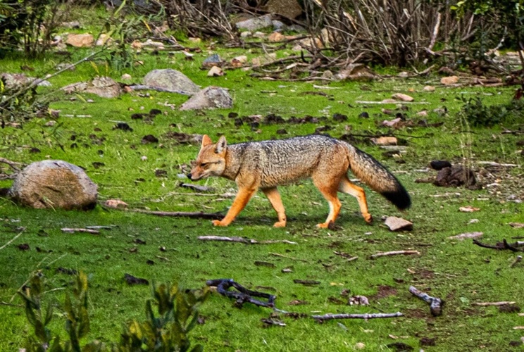 Imagen de Evaluación y monitoreo de vida silvestre