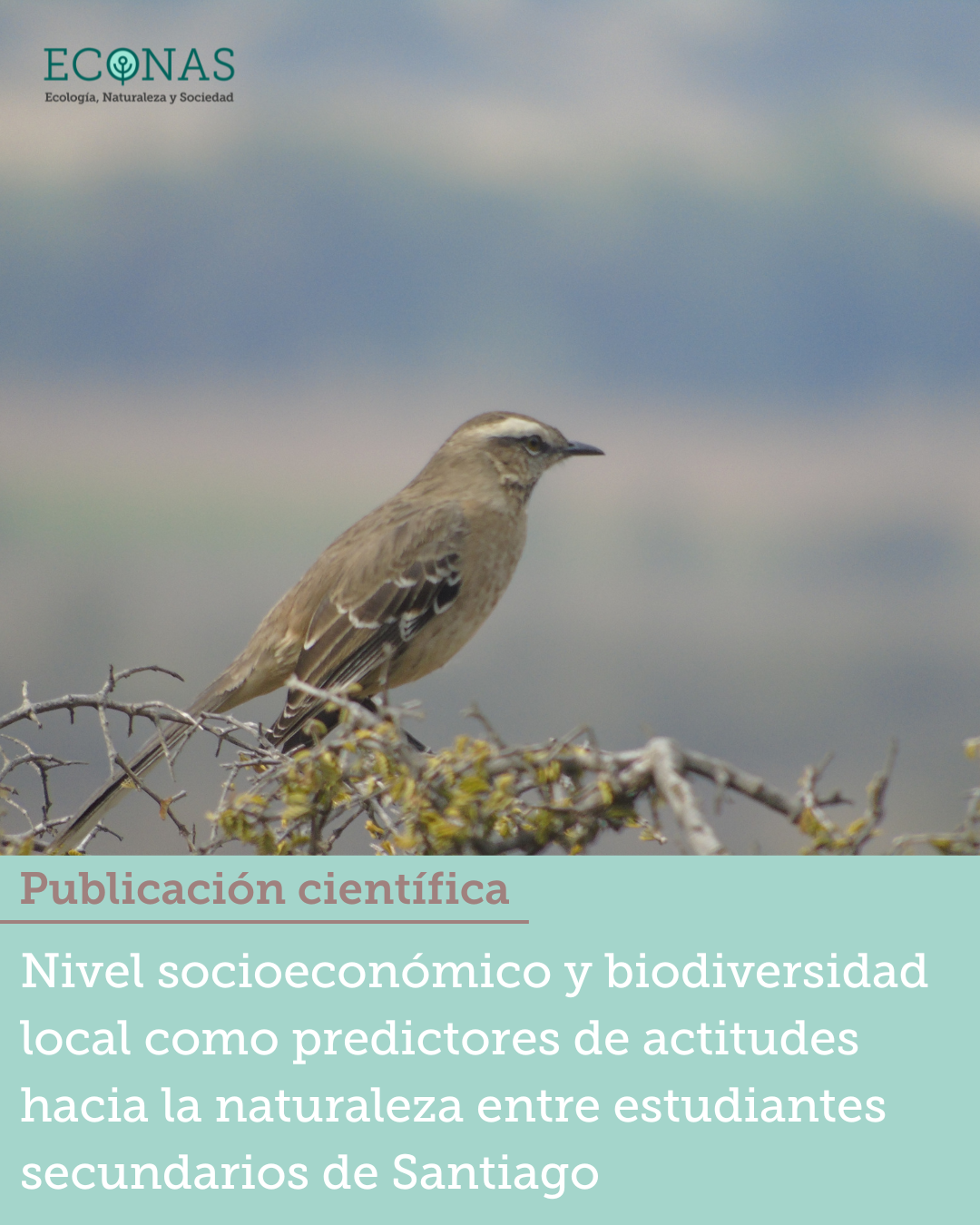 Investigación de ECONAS muestra cómo la biodiversidad urbana y el nivel socioeconómico influyen en la participación ambiental de estudiantes