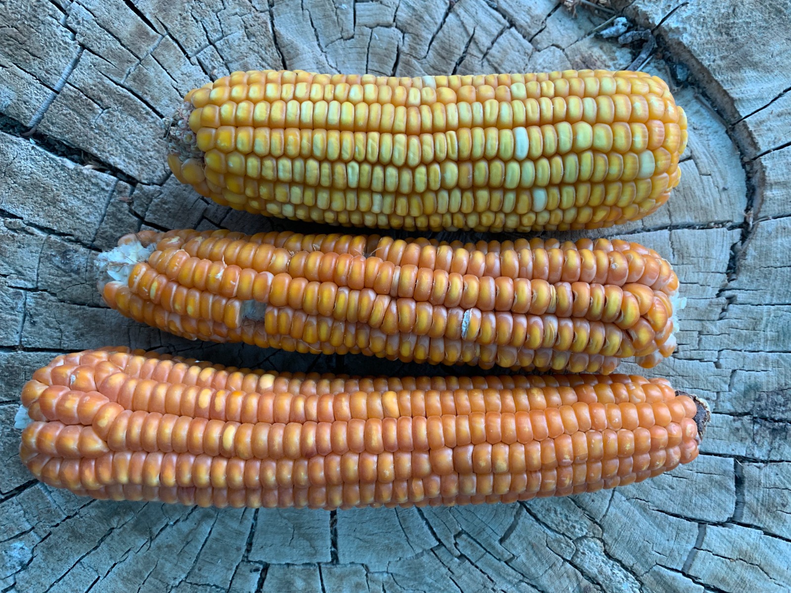 Imagen adicional 1 de Estudio revela que los habitantes del Atacama valoran el desierto más allá del agua: identidad, vida y justicia ambiental también son servicios ecosistémicos